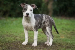 American Staffordshire Terrier — puppy (~4 mo)