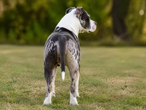 American Staffordshire Terrier — rear