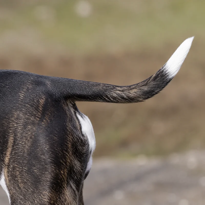 American Staffordshire Terrier — tail