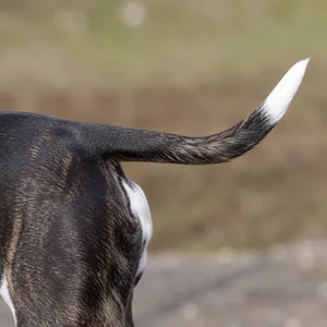 American Staffordshire Terrier — tail