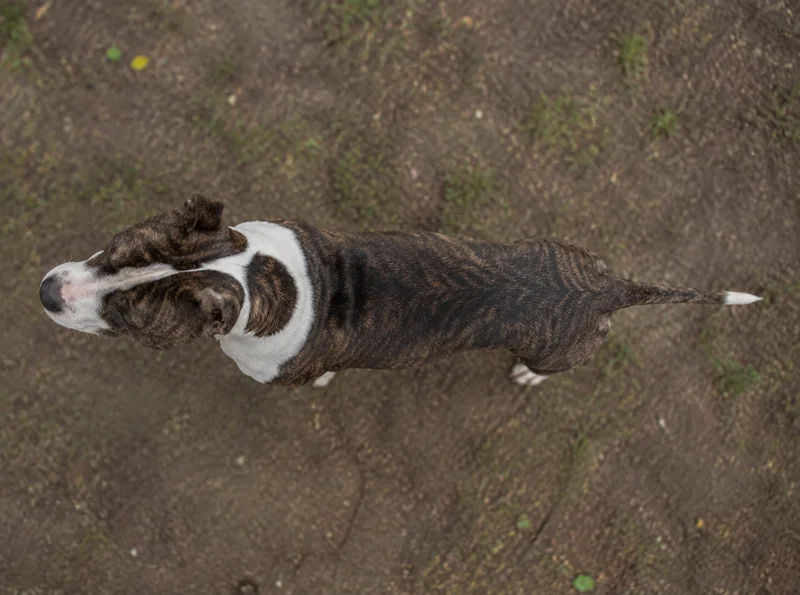 American Staffordshire Terrier — top