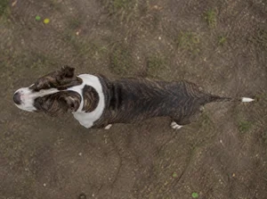 American Staffordshire Terrier — top