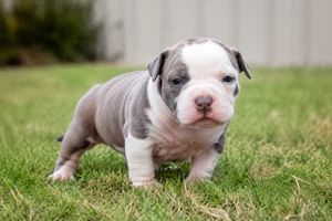 American Staffordshire Terrier — young puppy (~1 mo)