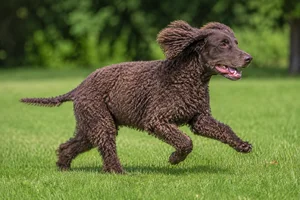 American Water Spaniel — running
