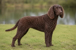 American Water Spaniel — adult