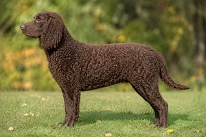 American Water Spaniel — Chocolate coat