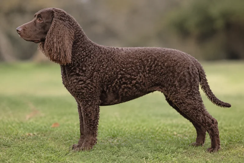 American Water Spaniel — Liver coat