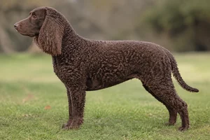 American Water Spaniel — Liver coat