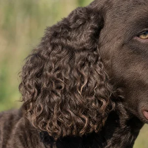 American Water Spaniel — ears