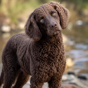 American Water Spaniel — alert