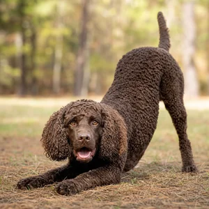 American Water Spaniel — playful