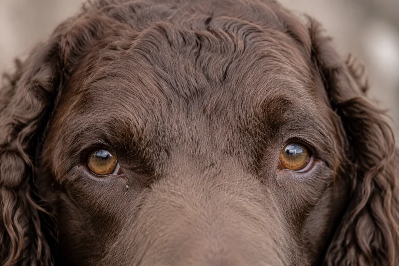 American Water Spaniel — eyes