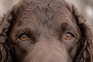 American Water Spaniel — eyes