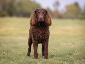American Water Spaniel — front