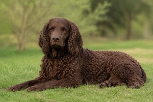 American Water Spaniel — lying down