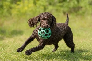 American Water Spaniel — playing