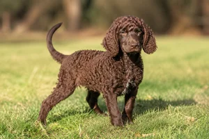 American Water Spaniel — puppy (~4 mo)