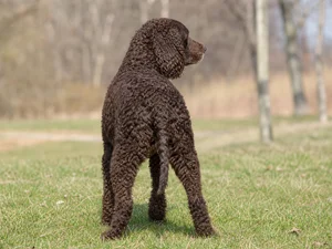 American Water Spaniel — rear