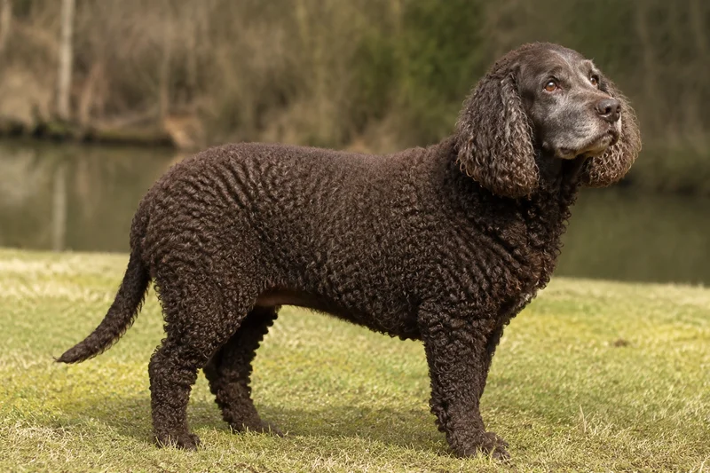American Water Spaniel — senior