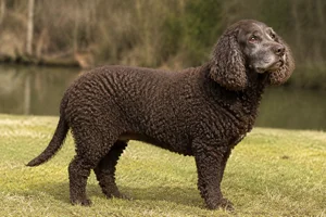 American Water Spaniel — senior
