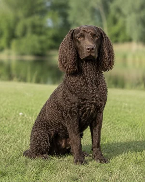 American Water Spaniel — sitting