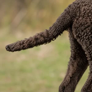 American Water Spaniel — tail