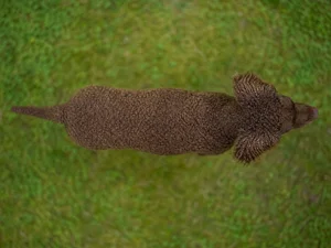 American Water Spaniel — top