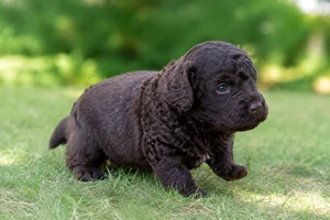 American Water Spaniel — young puppy (~1 mo)