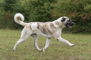 Anatolian Shepherd Dog — running