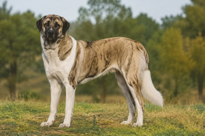 Anatolian Shepherd Dog — adult