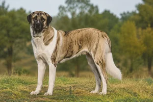 Anatolian Shepherd Dog — adult