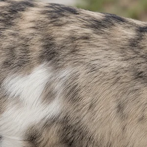 Anatolian Shepherd Dog — coat texture