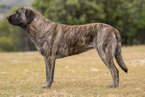 Anatolian Shepherd Dog — Brindle coat