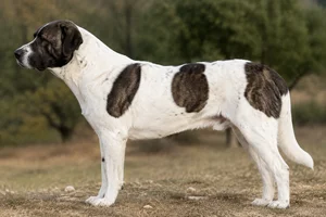 Anatolian Shepherd Dog — Pinto coat