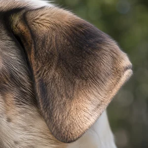 Anatolian Shepherd Dog — ears