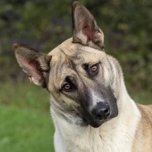 Anatolian Shepherd Dog — alert
