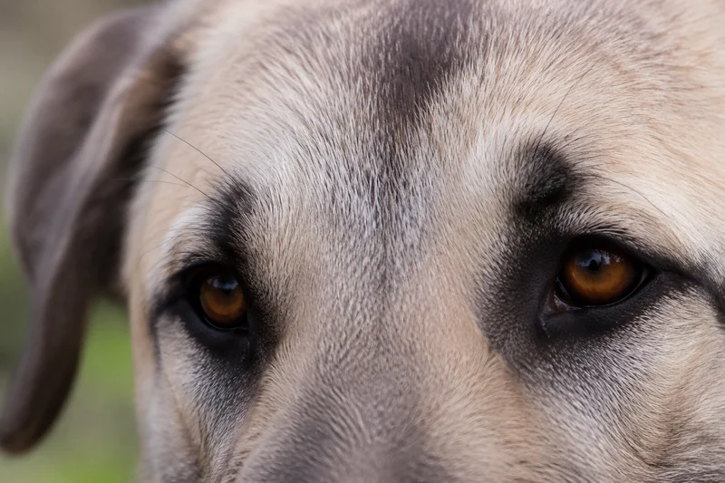 Anatolian Shepherd Dog — eyes