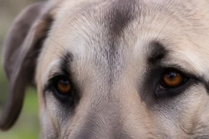 Anatolian Shepherd Dog — eyes
