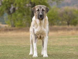 Anatolian Shepherd Dog — front