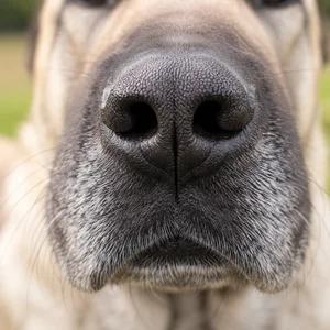 Anatolian Shepherd Dog — nose