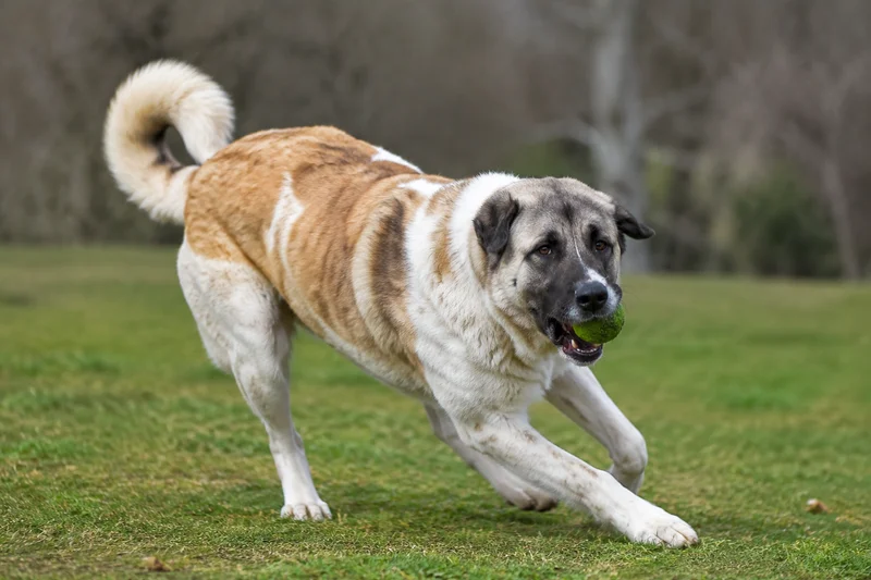 Anatolian Shepherd Dog — playing