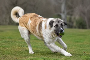 Anatolian Shepherd Dog — playing