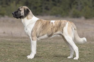 Anatolian Shepherd Dog dog