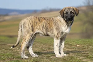 Anatolian Shepherd Dog — puppy (~4 mo)
