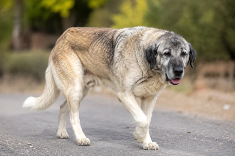 Anatolian Shepherd Dog — senior