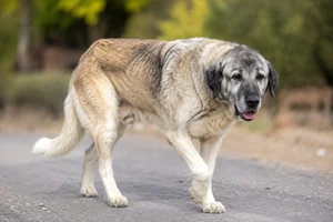 Anatolian Shepherd Dog — senior