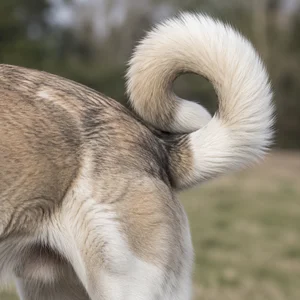 Anatolian Shepherd Dog — tail