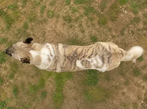 Anatolian Shepherd Dog — top