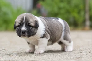 Anatolian Shepherd Dog — young puppy (~1 mo)