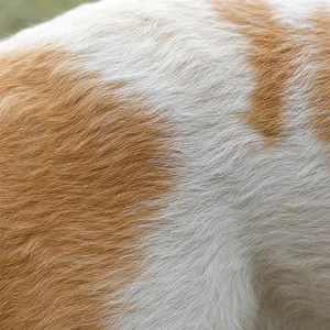 Anglo-Francais de Petite Venerie — coat texture